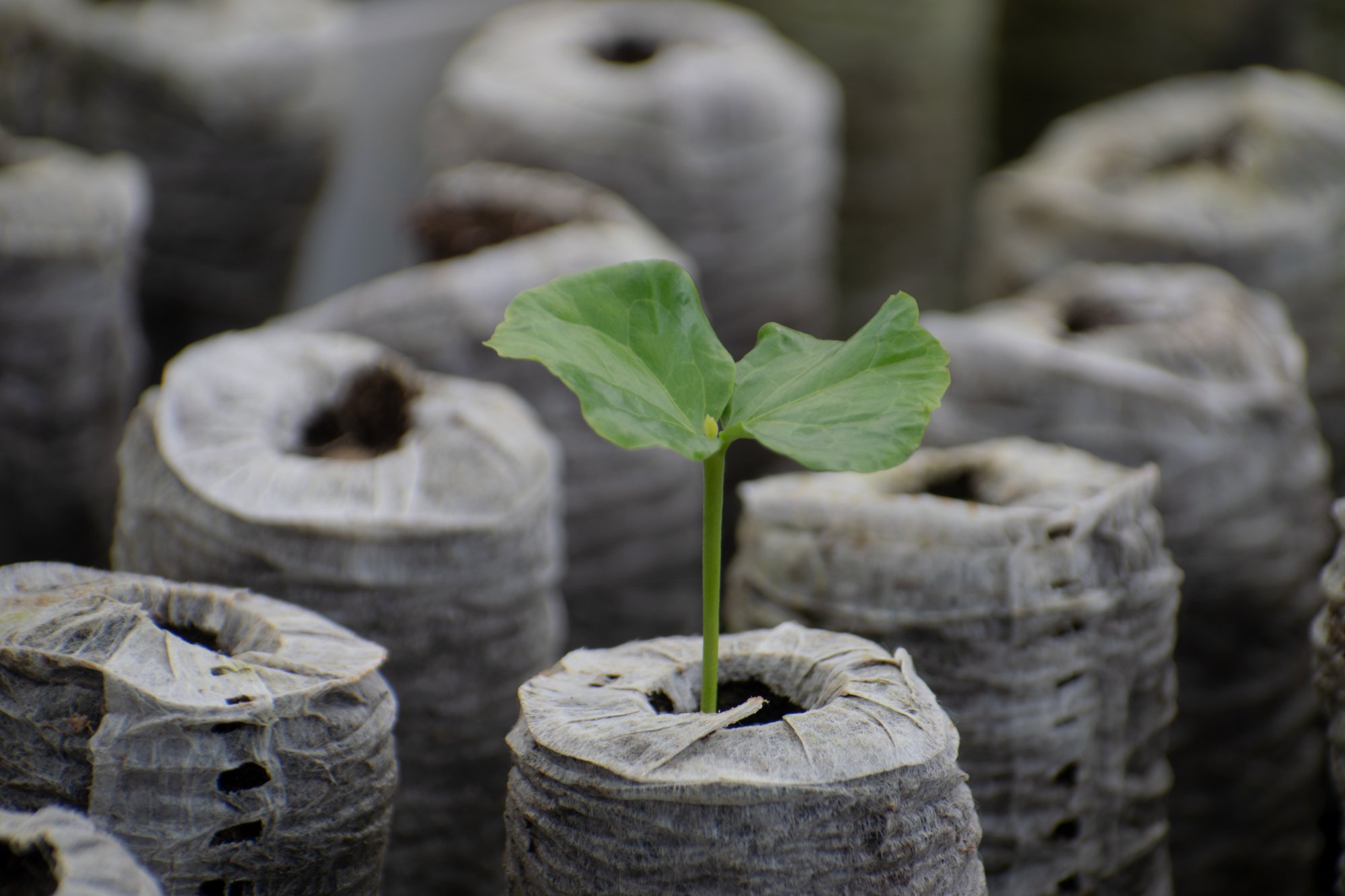 Jiffy Pellets: melhor germinação, menos trabalho e uso eficiente de água