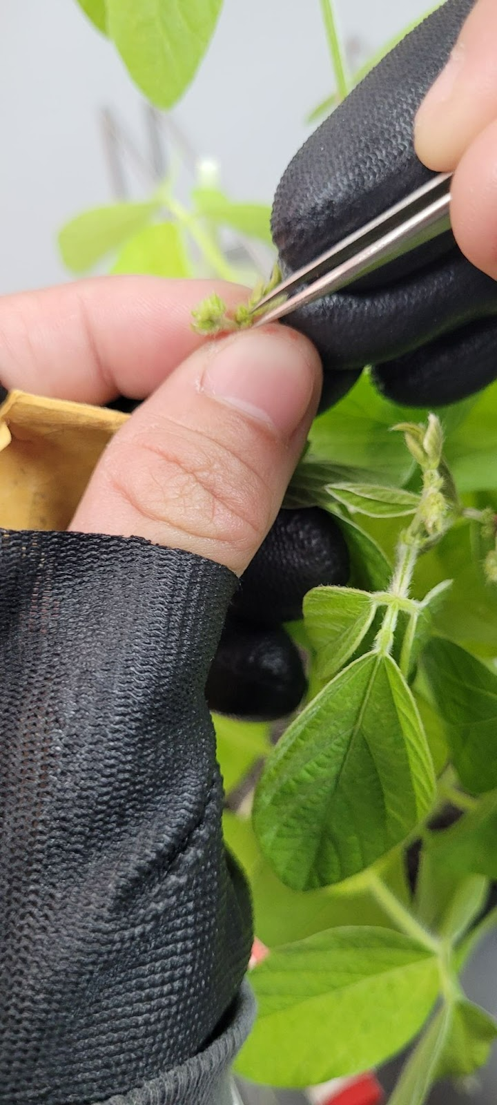 Speed Breeding: Como a tecnologia está transformando a agricultura