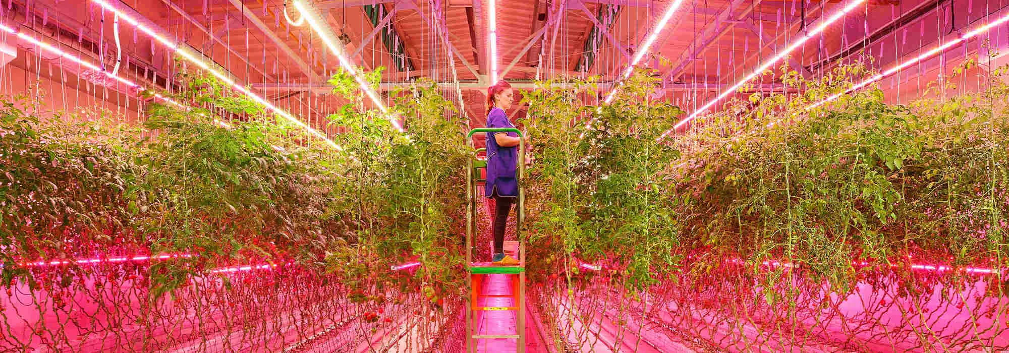 Conheça o biorreator de imersão temporária